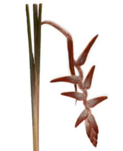 Stallion Concrete Color - Tropical & Exotic Flowers