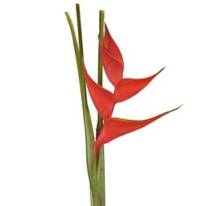 Stallion Concrete Color - Tropical & Exotic Flowers