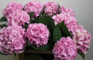Stallion Concrete Color - Hydrangea