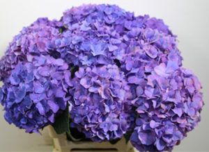 Stallion Concrete Color - Hydrangea