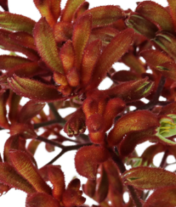 Stallion Concrete Color - Tropical & Exotic Flowers