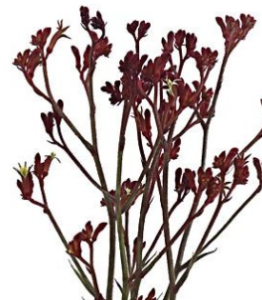 Stallion Concrete Color - Tropical & Exotic Flowers