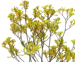 Stallion Concrete Color - Tropical & Exotic Flowers