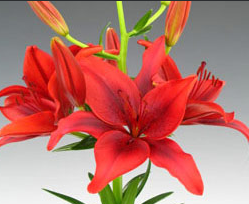 Stallion Concrete Color - Lilies