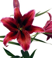 Stallion Concrete Color - Lilies