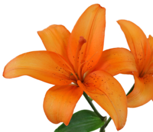 Stallion Concrete Color - Lilies