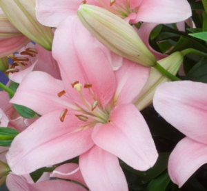 Stallion Concrete Color - Lilies
