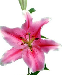 Stallion Concrete Color - Lilies
