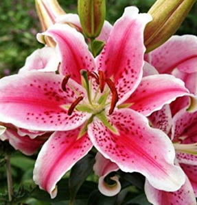Stallion Concrete Color - Lilies