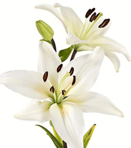 Stallion Concrete Color - Lilies
