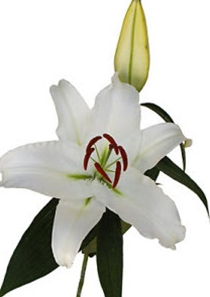 Stallion Concrete Color - Lilies