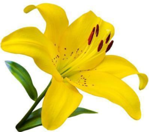 Stallion Concrete Color - Lilies