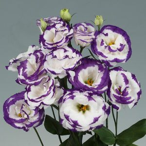 Stallion Concrete Color - Lisianthus