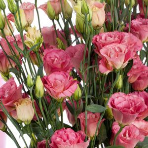 Stallion Concrete Color - Lisianthus