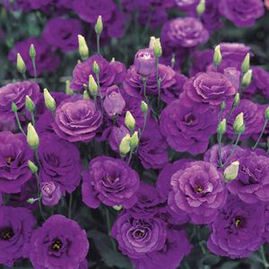 Stallion Concrete Color - Lisianthus