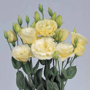 Stallion Concrete Color - Lisianthus