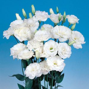 Stallion Concrete Color - Lisianthus