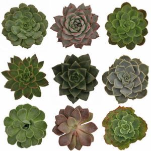 Stallion Concrete Color - Succulents & Plants