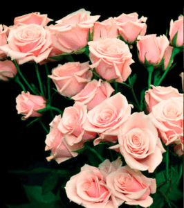 Stallion Concrete Color - Spray Roses