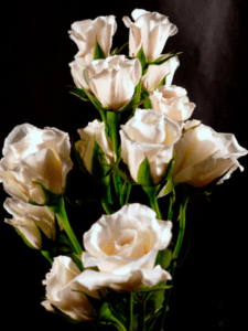 Stallion Concrete Color - Spray Roses