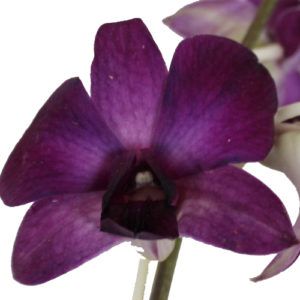 Stallion Concrete Color - Orchid