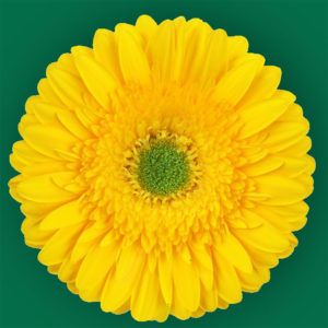 Stallion Concrete Color - Gerbera- Standard