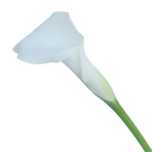 Stallion Concrete Color - Calla