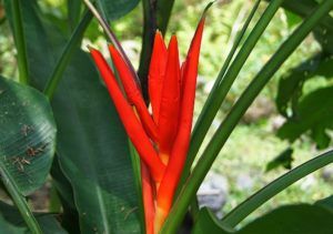 Stallion Concrete Color - Tropical & Exotic Flowers