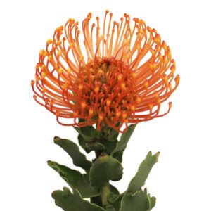 Stallion Concrete Color - Tropical & Exotic Flowers