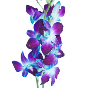 Stallion Concrete Color - Orchid