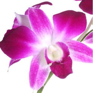 Stallion Concrete Color - Orchid
