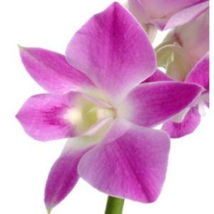 Stallion Concrete Color - Orchid