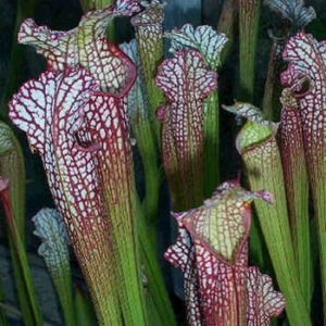 Stallion Concrete Color - Tropical & Exotic Flowers