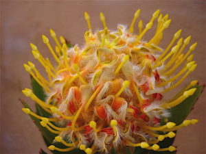 Stallion Concrete Color - Tropical & Exotic Flowers