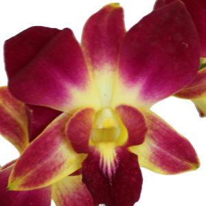 Stallion Concrete Color - Orchid