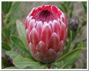 Stallion Concrete Color - Tropical & Exotic Flowers