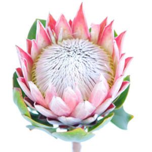 Stallion Concrete Color - Tropical & Exotic Flowers
