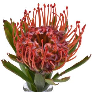 Stallion Concrete Color - Tropical & Exotic Flowers