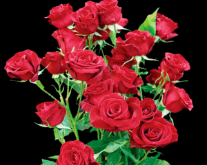 Stallion Concrete Color - Spray Roses