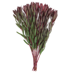 Stallion Concrete Color - Leucadendron