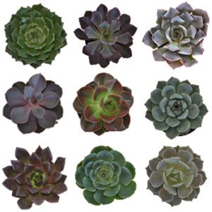 Stallion Concrete Color - Succulents & Plants