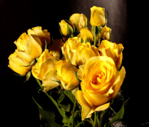 Stallion Concrete Color - Spray Roses