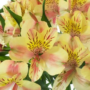 sbe selma b calgary floral wholesale flower wholesaler yyc supplier supply yyc flowers floral import importer roses alberta canada
