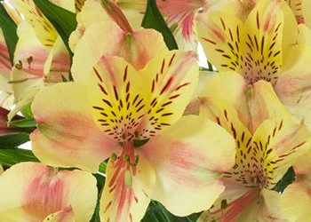 Maximize the life of your Floral Favorites