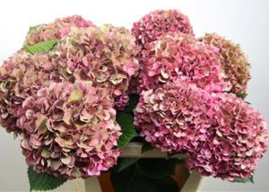 Stallion Concrete Color - Hydrangea