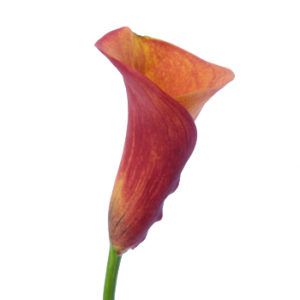 Stallion Concrete Color - Calla