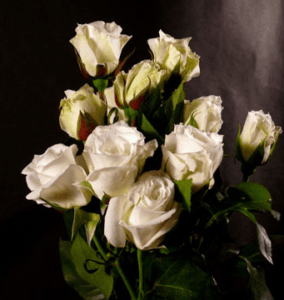 Stallion Concrete Color - Spray Roses