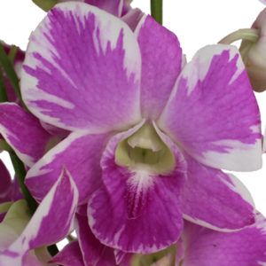 Stallion Concrete Color - Orchid