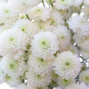 Stallion Concrete Color - Mums – Button, Daisy, Cushion