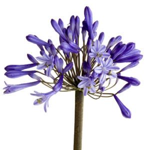 Stallion Concrete Color - Agapanthus